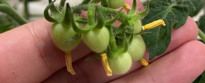 Startup produces cholesterol-lowering molecule in tomatoes