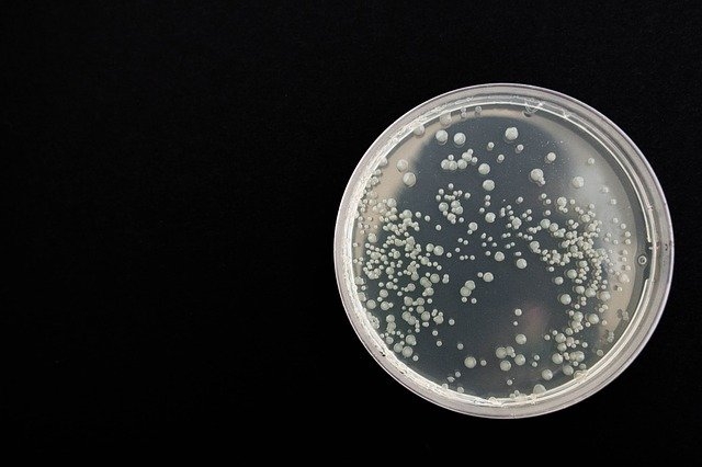 Pesquisas sobre microbiomas devem considerar diferentes ecossistemas de modo multidisciplinar, diz artigo