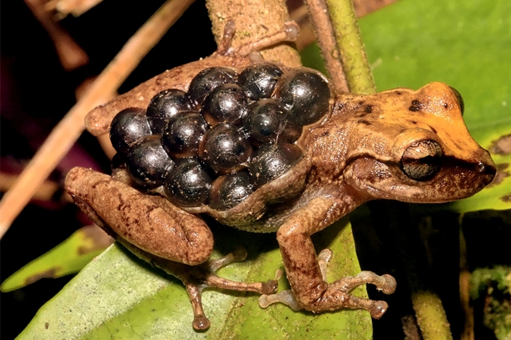 Study extends amphibians’ known reproductive modes from 39 to 74 and creates new classification