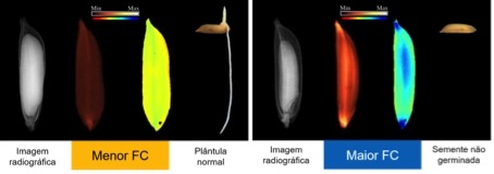 Grupo usa técnicas de análise de imagens para avaliar a qualidade de sementes de interesse agrícola