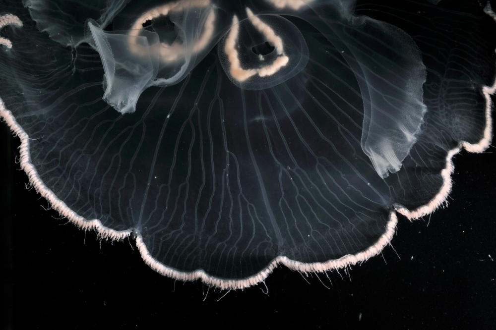 New description increases number of known species in jellyfish genus from seven to 28 