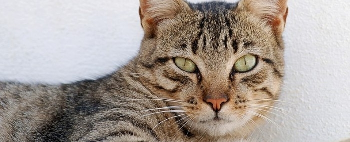 Rapid test detects emerging disease transmitted by cats to humans