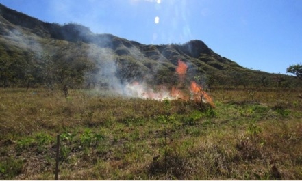 Manejo com fogo aumenta diversidade funcional e fixação de carbono nas savanas