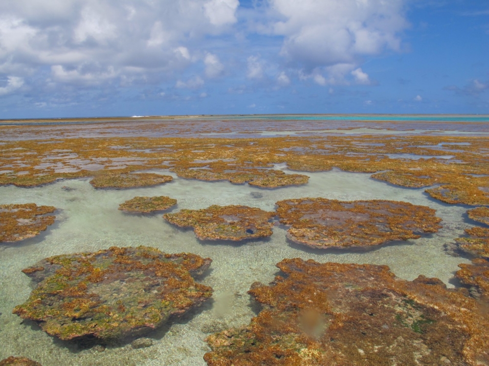 Diversidade de algas calcárias no Brasil é maior do que o esperado e ainda pode aumentar