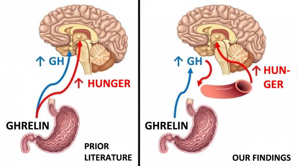 Study shows how growth hormone acts on the brain and helps stimulate appetite
