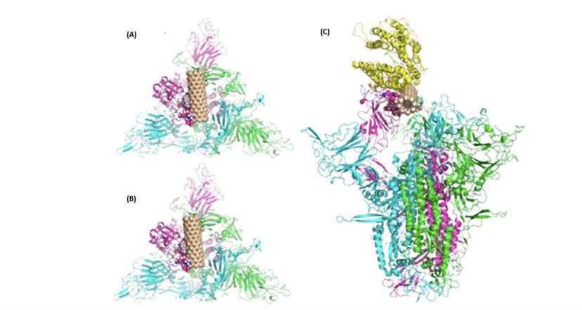 Estudo teórico sugere que nanotubos de silício teriam potencial para inativar o SARS-CoV-2