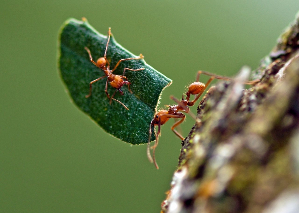 Extant species of <i>Atta</i> leaf-cutting ants may have benefited from expansion of the Cerrado