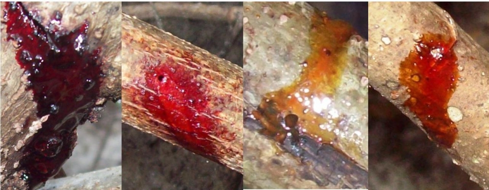 Cientistas identificam na Bahia espécie de besouro que participa da produção da própolis vermelha