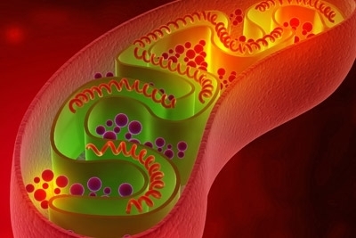 Study shows how mitochondria regulate lifespan by activating the immune system
