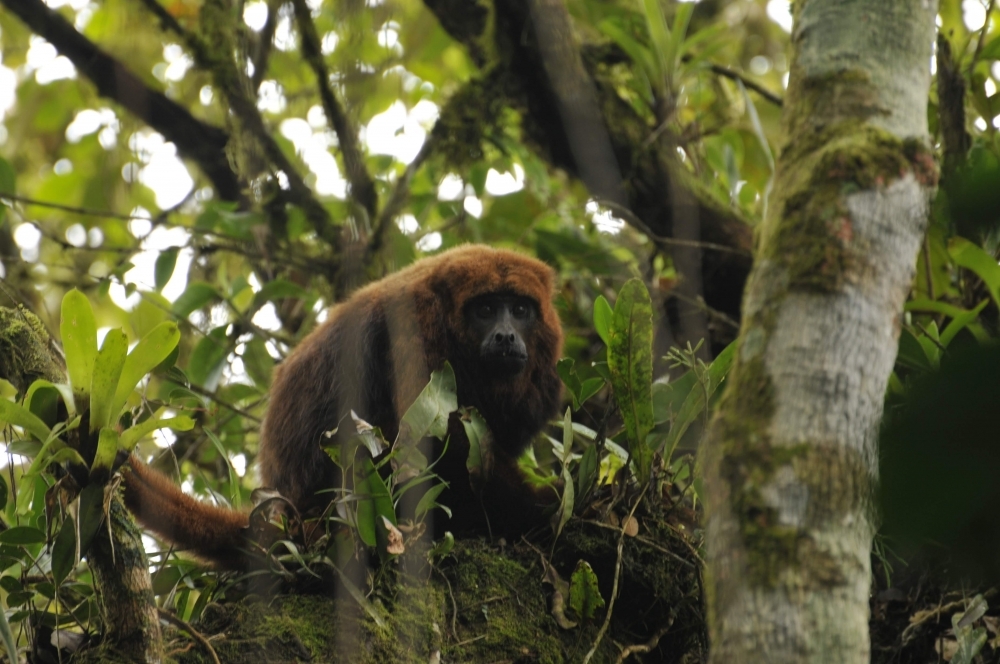 Animals essential to seed dispersal are the first to disappear owing to deforestation