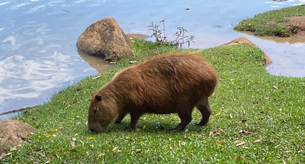 Enzymes discovered in capybara gut can accelerate utilization of agroindustrial waste