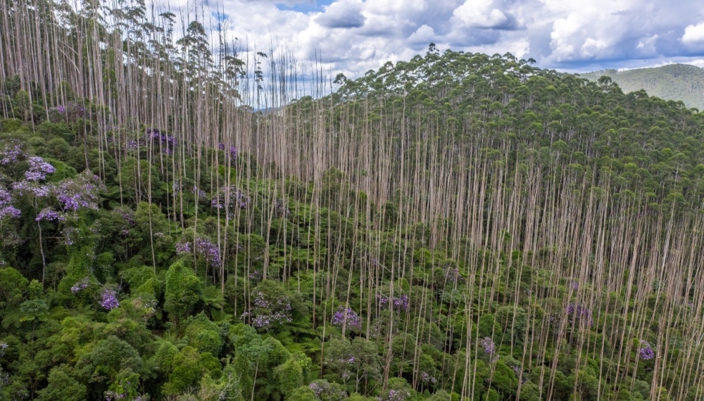 In 20 years, natural regeneration of tropical forests recoups 80% of old-growth carbon and soil fertility