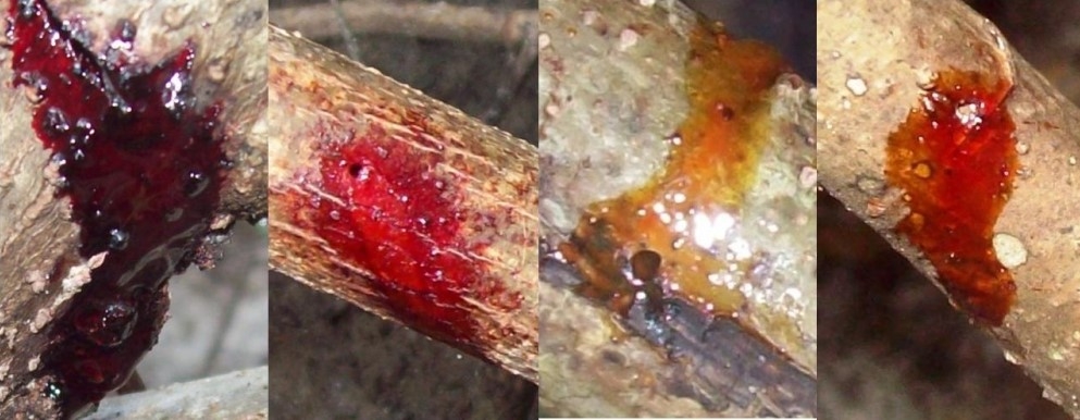 Scientists identify beetle that triggers production of red propolis in Brazil 