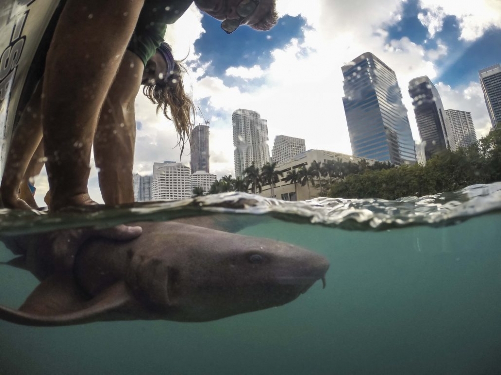 Sharks near Miami have more accumulated fat than in better conserved areas, study shows