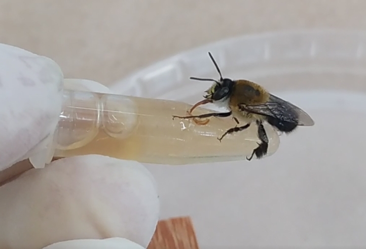 Pesticide in widespread use in Brazil poses a grave threat to native bee species, study shows