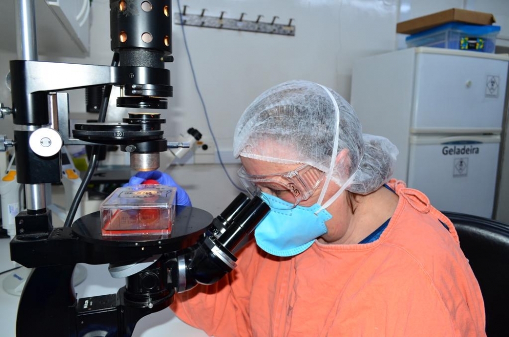 University of São Paulo researchers grow MPXV in Vero cells and distribute samples to other laboratories 