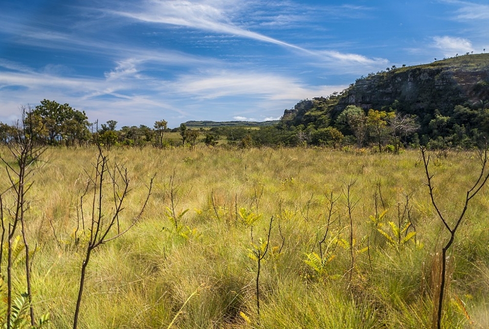 Study advocates strategies to halt rapid degradation of grasslands