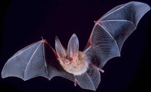 Modelo matemático aponta morcegos como mais prováveis hospedeiros do SARS-CoV-2 