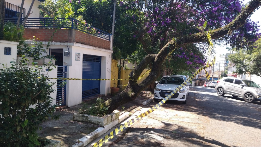 Em São Paulo, risco de queda de árvores é influenciado por altura de prédios no entorno e idade do bairro