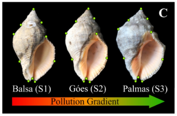Poluição altera a forma, a composição e a resistência das conchas de moluscos