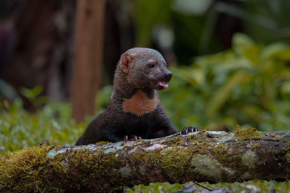 Toll tag technology is repurposed for use in wildlife monitoring 