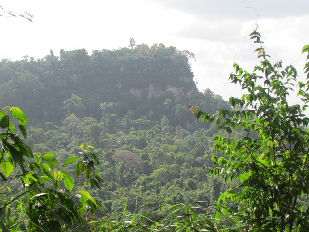 Pesquisa estima o quanto o desmatamento pode aumentar se a mineração for liberada na Amazônia