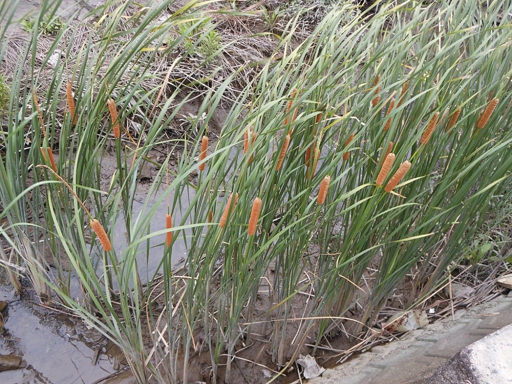 Study shows potential of Southern cattail for phytoremediation of areas contaminated by mine tailings 