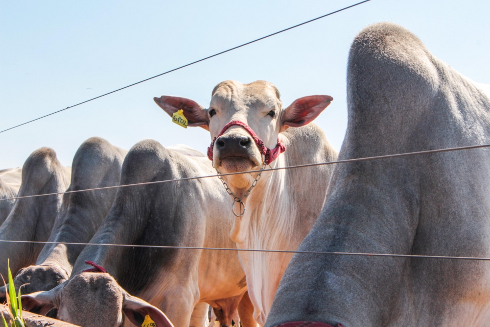 Estudo pode ajudar na seleção de bovinos que engordam mais facilmente e emitem menos metano