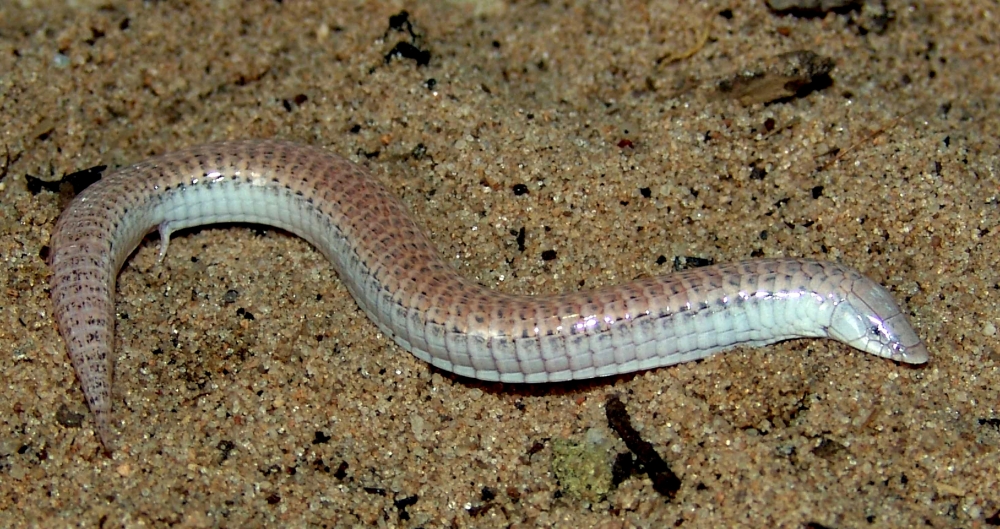 Perda de membros em lagartos e serpentes ocorreu por caminhos evolutivos distintos, revela estudo