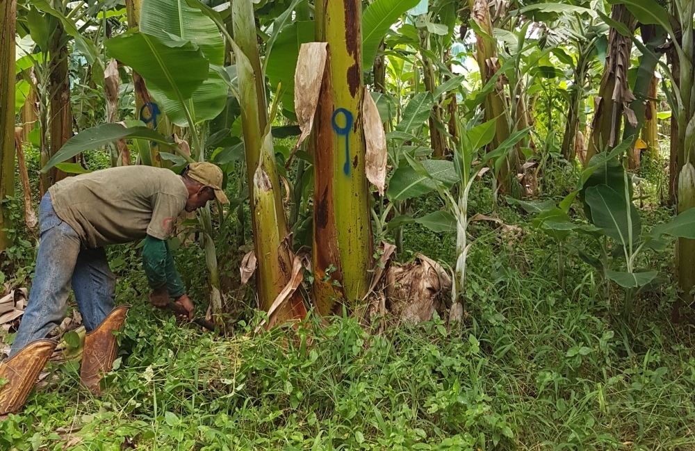 Fungus simultaneously combats two of the worst threats to banana plantation yields