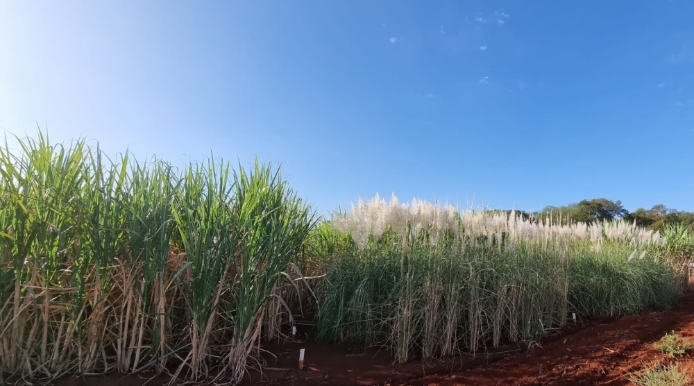 Artificial intelligence helps predict performance of sugarcane in the field