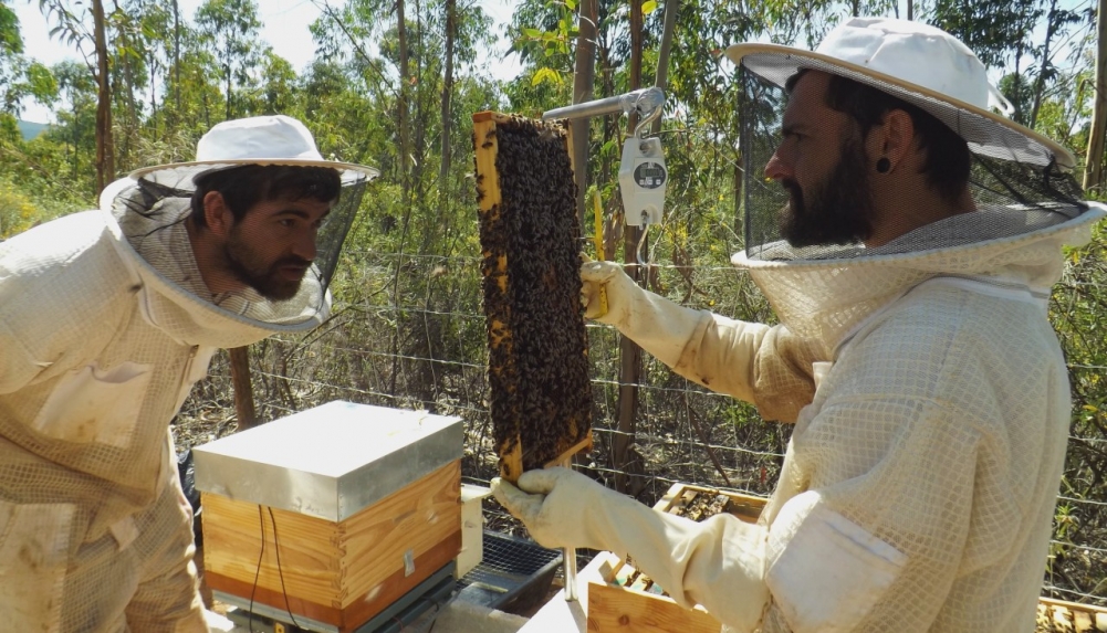Experimento comprova que manejo adequado reduz significativamente a exposição de abelhas a inseticida