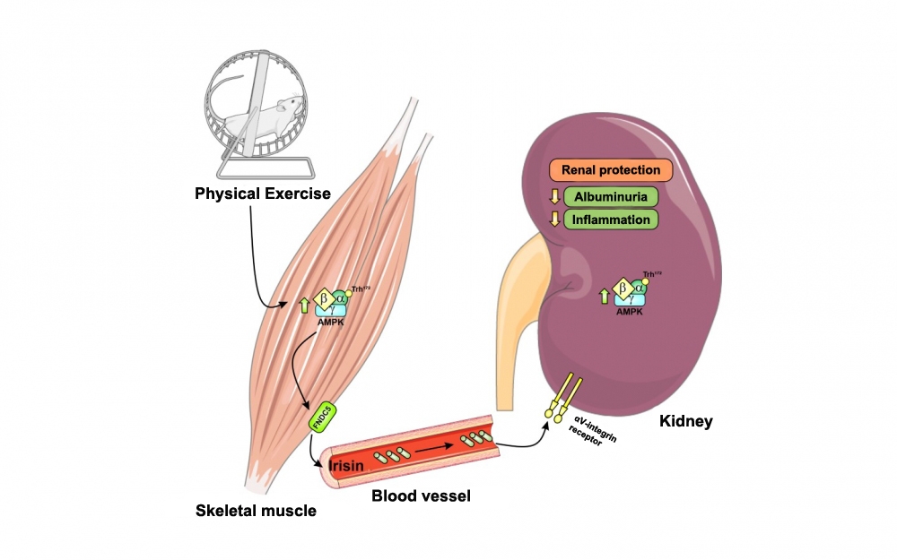 Exercise hormone protects kidneys from damage caused by diabetes