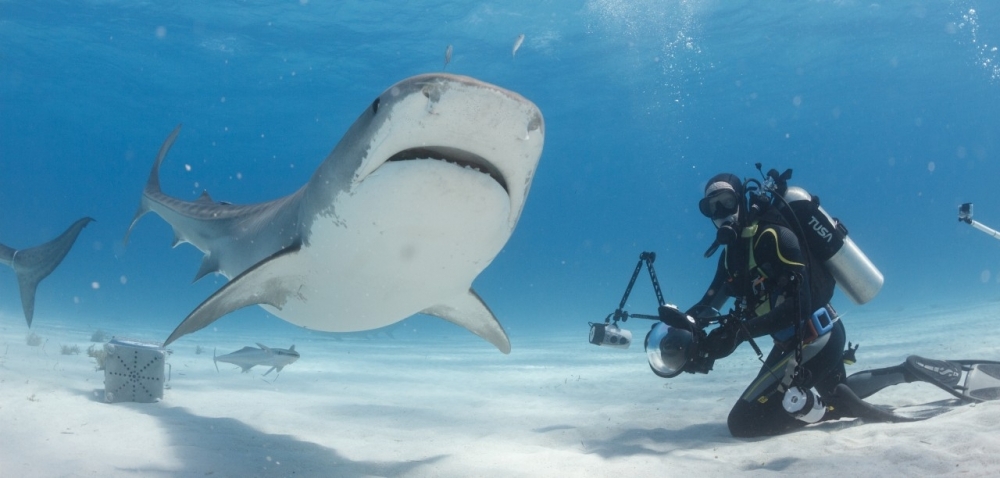 Tiger sharks that interact with tourists are larger and have higher hormone levels, study shows