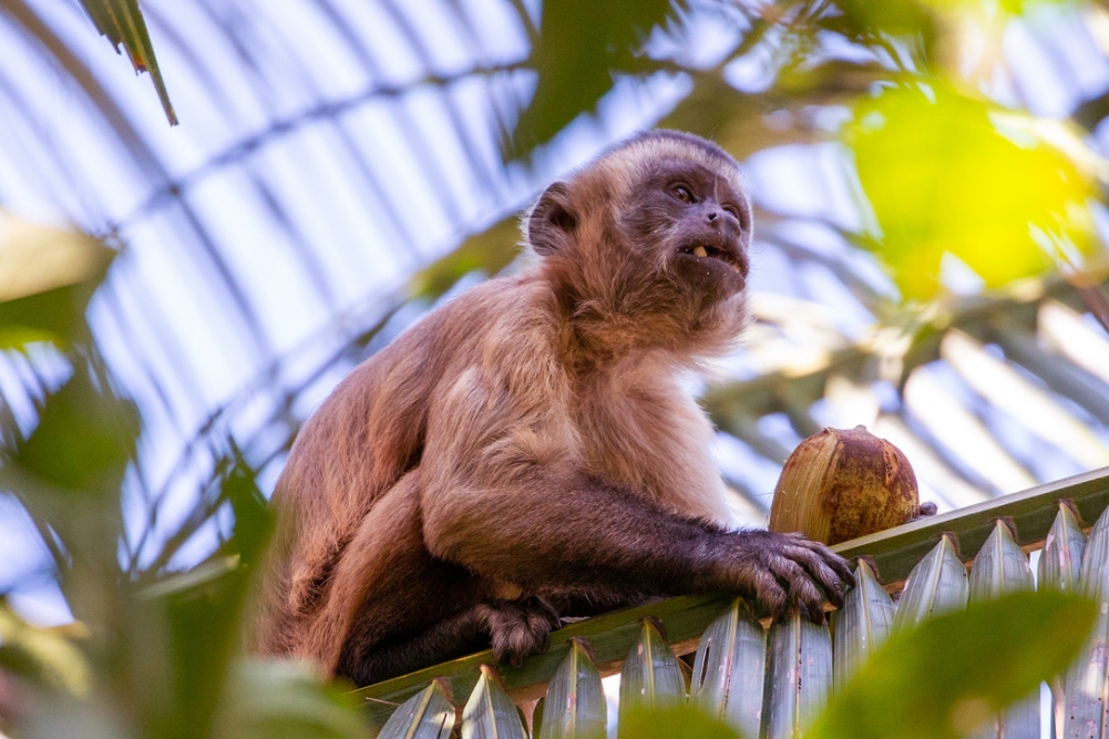 Herança cultural pode influenciar a escolha de ferramentas por macacos-prego, aponta estudo