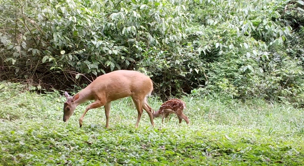 Expanding protected Atlantic Rainforest by 2% would help conserve endangered deer species, study shows