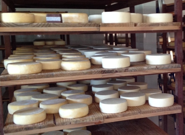 Grupo investiga a comunidade microbiana do queijo Canastra e descreve espécies inéditas