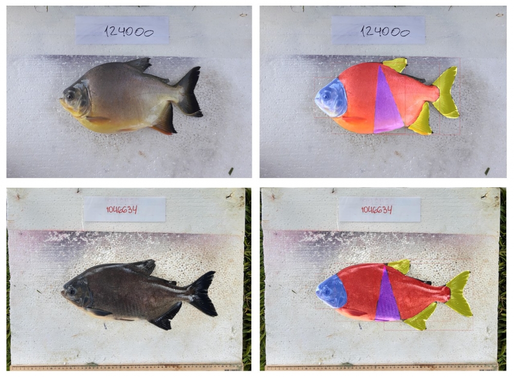 Artificial intelligence helps Brazilian breeders select desired traits of native fish