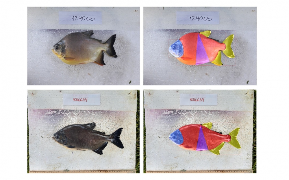 Inteligência artificial ajuda a selecionar características desejadas de peixe nativo para criação
