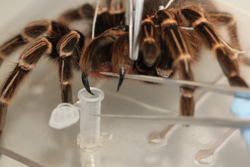 Toxins produced by Amazonian spider have potential for development of drugs and insecticides
