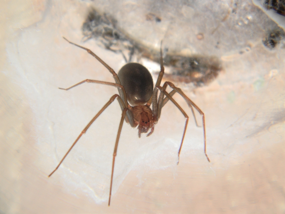 Estudo comprova que soro antiveneno reduz risco de necrose da pele em pessoas picadas pela aranha-marrom