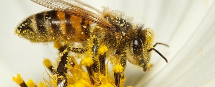 Startup quer treinar abelhas para polinizarem café com maior precisão