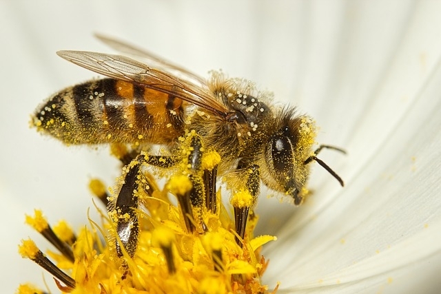 Startup wants to train bees to pollinate coffee more precisely 