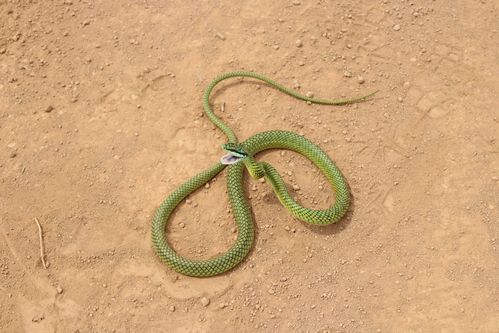 Adaptações ao ambiente podem explicar o padrão de distribuição das serpentes no Chaco 