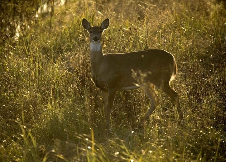News coverage highlights some threats to deer conservation but may mislead or omit key information