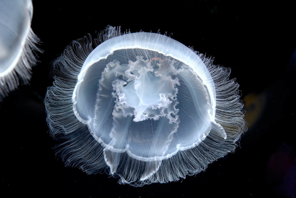 E-book detalha mais de 260 espécies de medusas do mundo com informações científicas, fotos e ilustrações