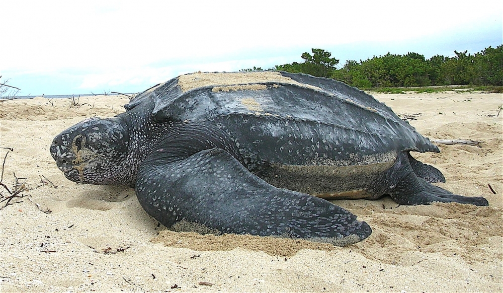 Sequenciamento genético de tartarugas marinhas pode ajudar a compreender doença que ameaça espécies