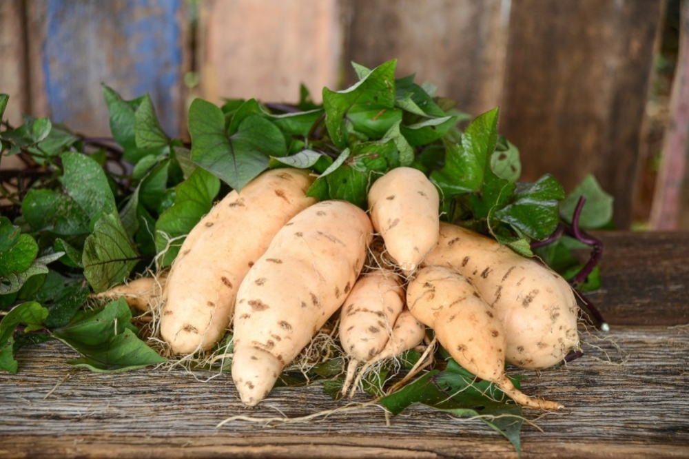 Researchers develop a sweet potato with nearly twice as much beta-carotene as the main commercial variety