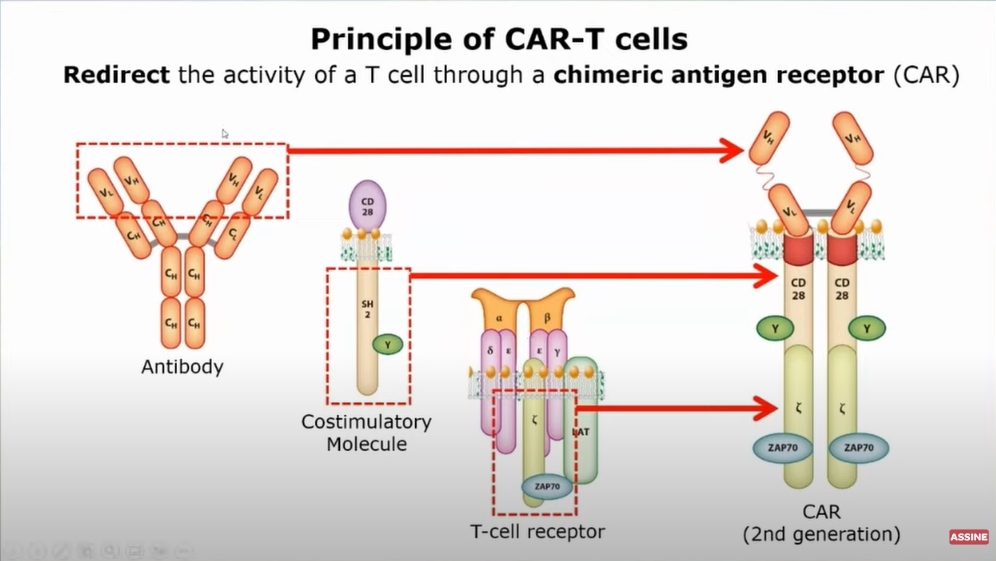 Série de vídeos “Por dentro da Pesquisa" aborda células CAR-T