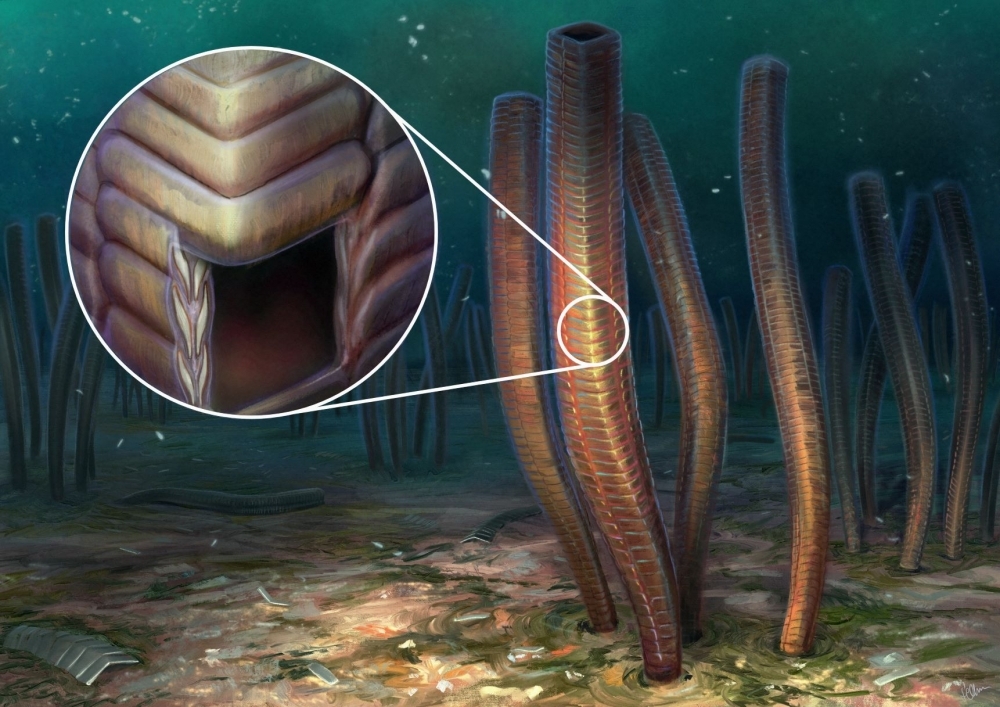A 540 million-year-old fossil of an articulated animal can change how we understand evolution